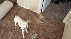 carpet damage from pets